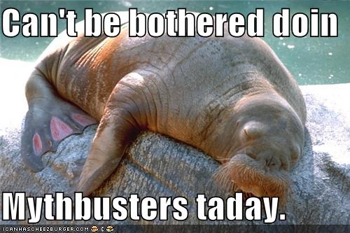 I Can Has Cheezburger? - walrus - Page 5 - Funny Animals Online -  Cheezburger
