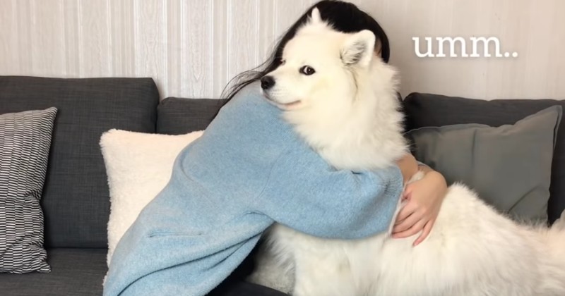 watch-maya-the-samoyeds-reaction-to-being-hugged-for-a-really-really-long-time