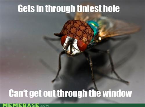 Scumbag Fly - Memebase - Funny Memes