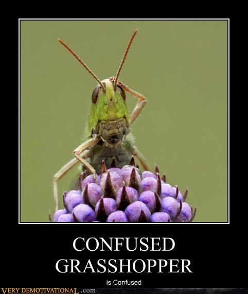CONFUSED GRASSHOPPER - Very Demotivational - Demotivational Posters