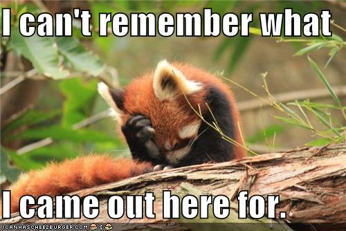 Animal Capshunz - red panda - Funny animal pictures with captions ...