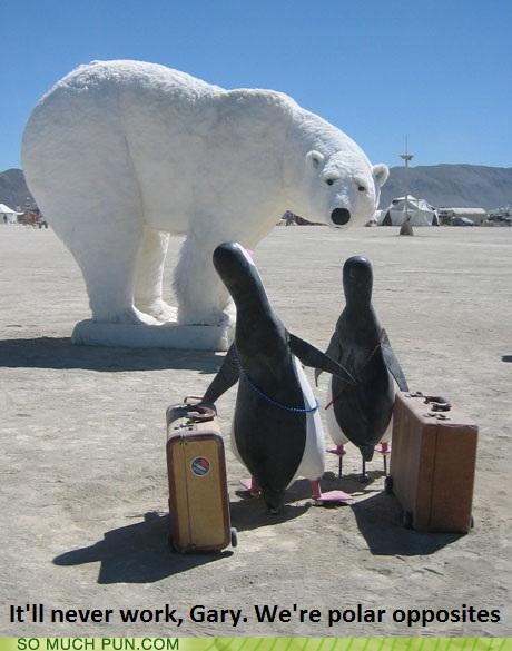 funny penguin and polar bear