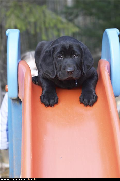 Cyoot Puppeh ob teh Day: Wheeeee! - I Has A Hotdog - Dog Pictures ...
