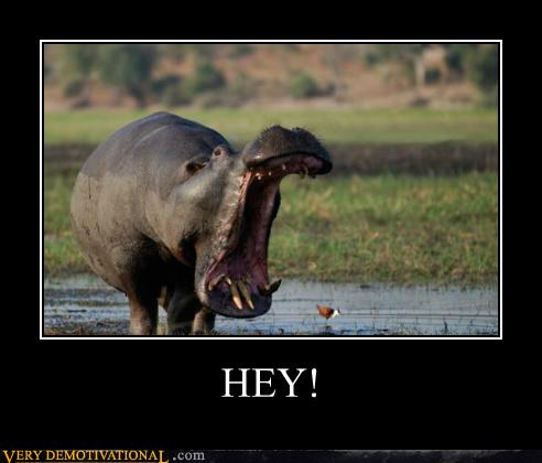 Very Demotivational - hippo - Very Demotivational Posters - Start Your ...