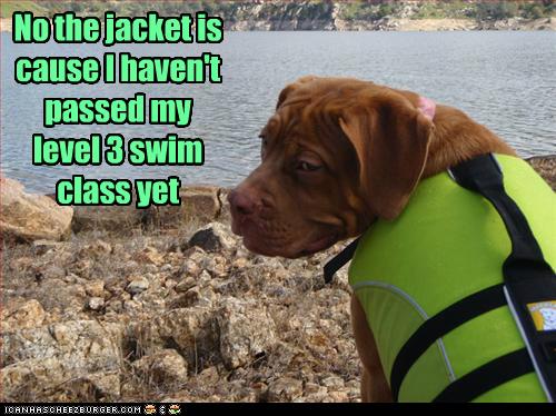 No The Jacket I Has A Hotdog Dog Pictures Funny Pictures Of Dogs Dog Memes Puppy Pictures Doge