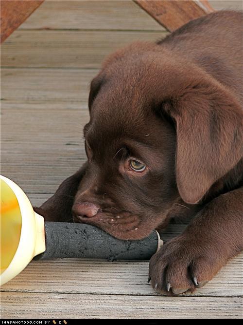 Cyoot Puppeh ob teh Day: Dis Nawt a Nom! - I Has A Hotdog - Dog ...