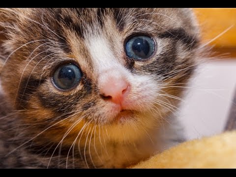 Kitten Nakita Explores Her World - Daily Squee - Cute Animals - Cute ...