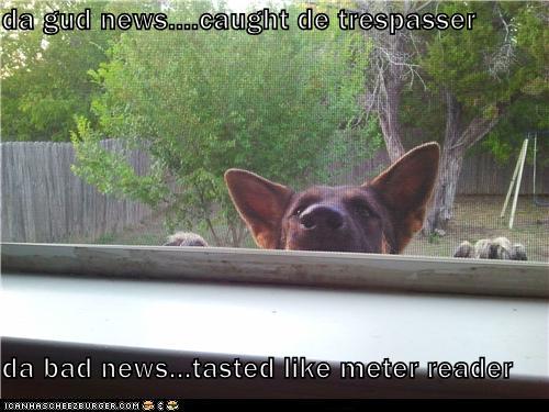 bad dog newspaper