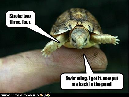 Swimming Lessons Are Important for All Children - Animal Comedy ...