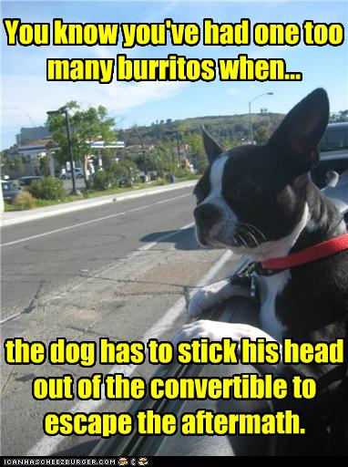 are boston terriers smelly dogs