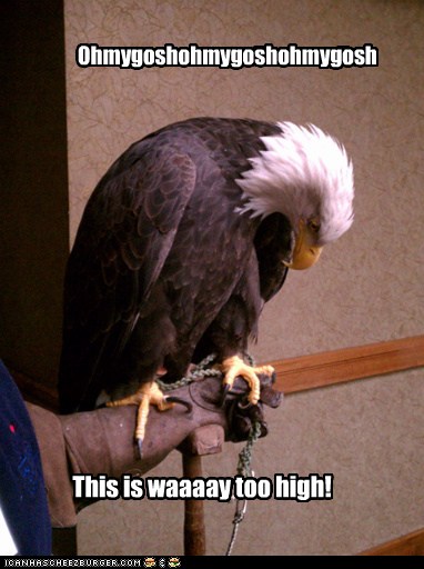 Animal Comedy - bald eagle - Animal Comedy - Animal Comedy, funny