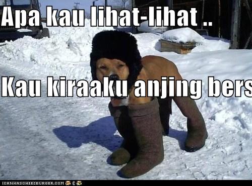 Apa Kau Lihat Lihat Kau Kiraaku Anjing Bersepatu