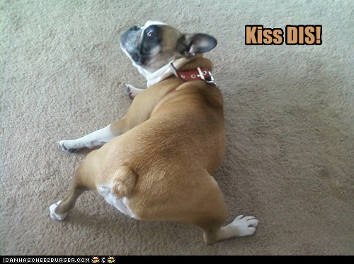 Animal Capshunz - kiss my ass - Funny animal pictures with captions | Animal Memes - Funny ...