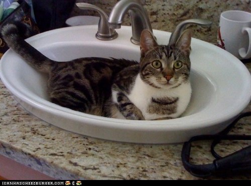 The Pets of Cheezburger - I Can Has Cheezburger? - Funny Cats | Cat ...