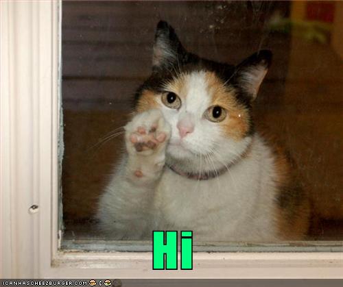 cat waving hi