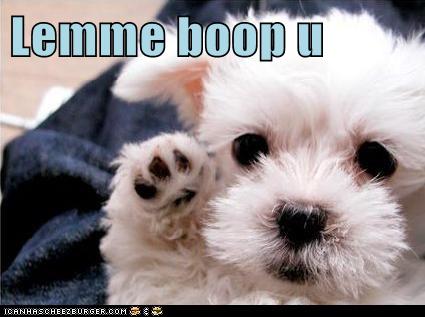 I Has A Hotdog - boop your nose - Funny Dog Pictures | Dog Memes