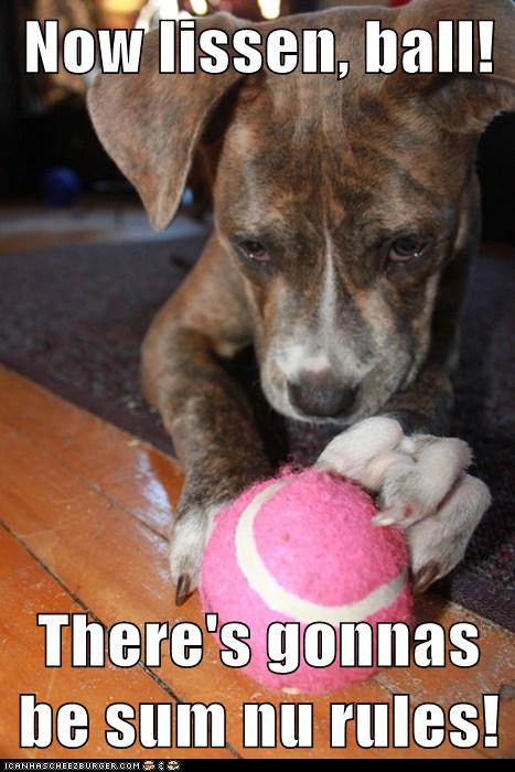 Now lissen, ball! - I Has A Hotdog - Dog Pictures - Funny pictures of ...