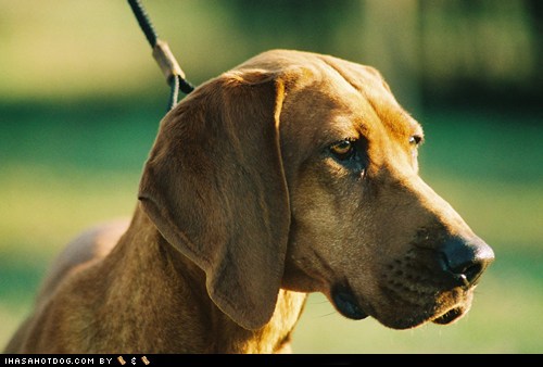 I Has A Hotdog - Redbone Coonhound - Funny Dog Pictures | Dog Memes ...