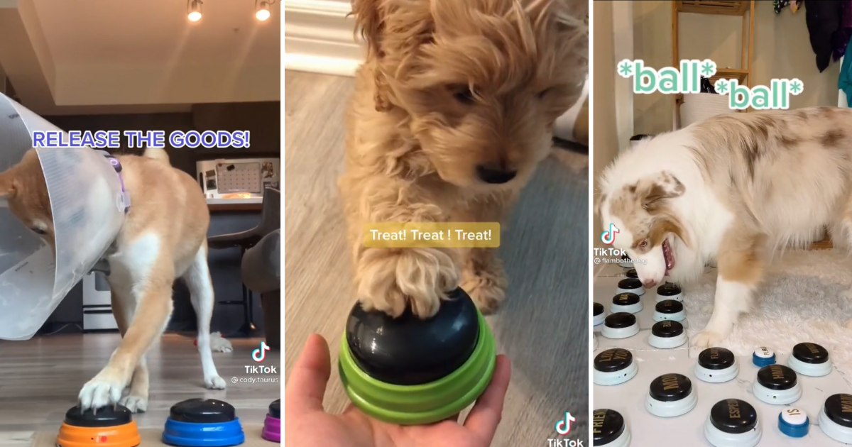 TikTok Trend Inspires Dog Owners To Teach Their Dogs To Talk Via Dog