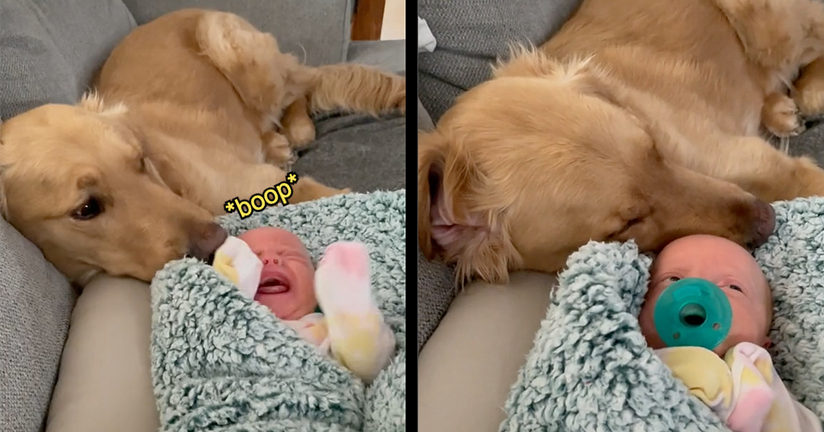Can Dogs Recognize Human Babies