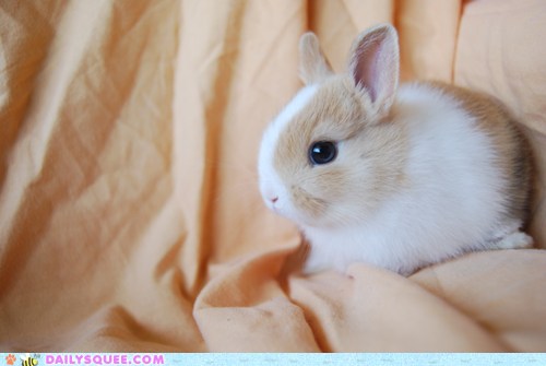 Little Bunny Blue Eyes - Daily Squee - Cute Animals - Cute Baby Animals