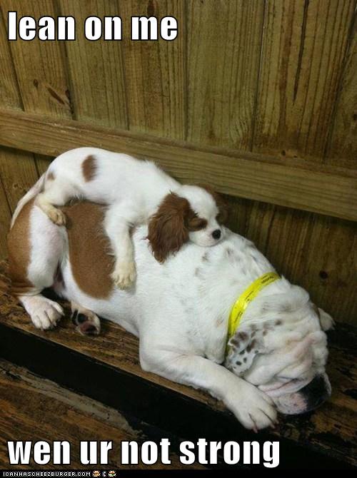 I Has A Hotdog - lean on me - Funny Dog Pictures | Dog Memes | Puppy ...