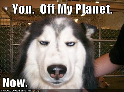 best-of-the-week-get-off-of-my-planet-glare-go-away-hall-of-fame-husky-stare-stupid-5708038912