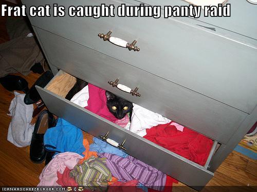 Frat Cat Is Caught During Panty Raid Cheezburger Funny Memes
