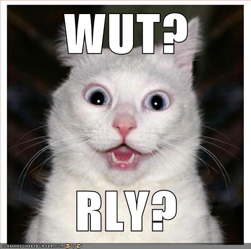 YAH! RLY! - Animal Comedy - Animal Comedy, funny animals, animal gifs