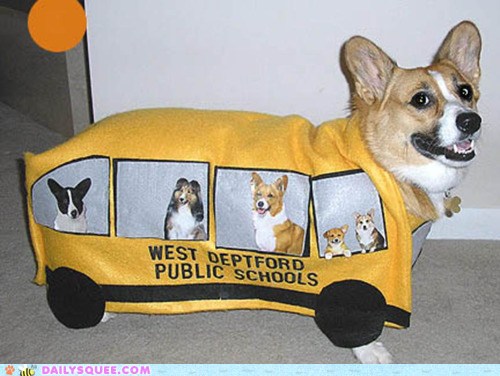 Corgi hotsell dressed up