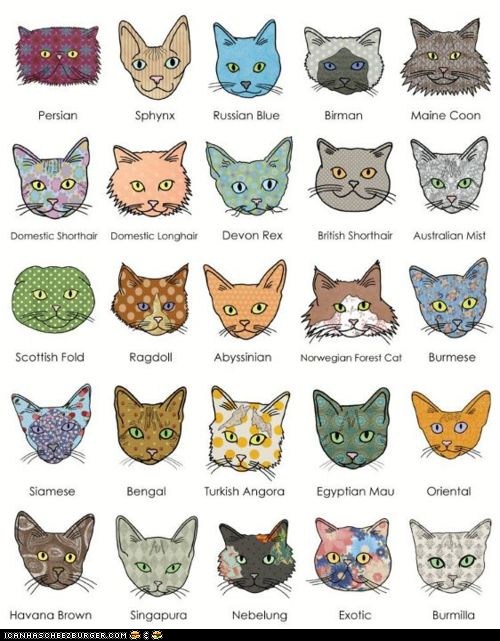 an-illustrated-guide-to-cat-breeds-i-can-has-cheezburger