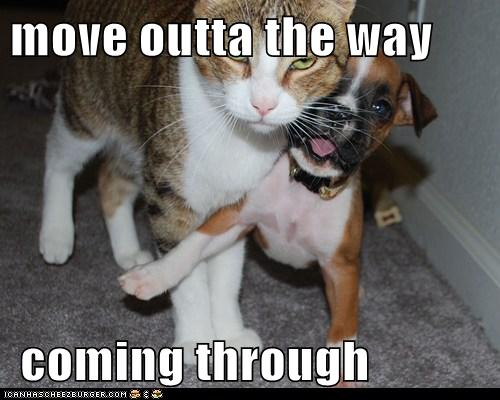 move outta the way - I Has A Hotdog - Dog Pictures - Funny pictures of ...