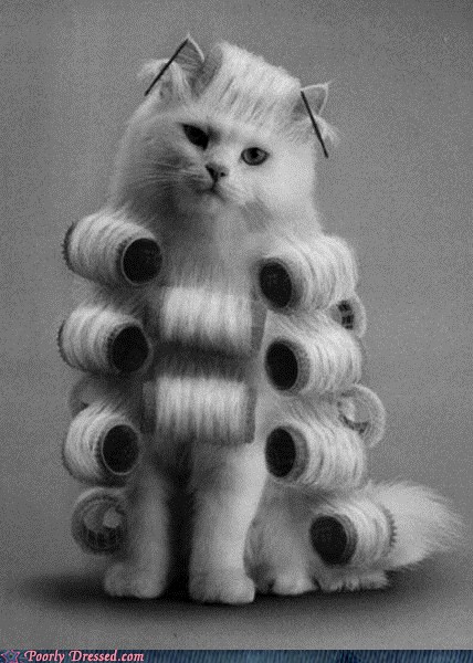 Get That Cat a Haircut Already - Poorly Dressed - fashion fail
