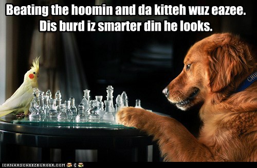 Household Chess Championships - I Has A Hotdog - Dog Pictures - Funny