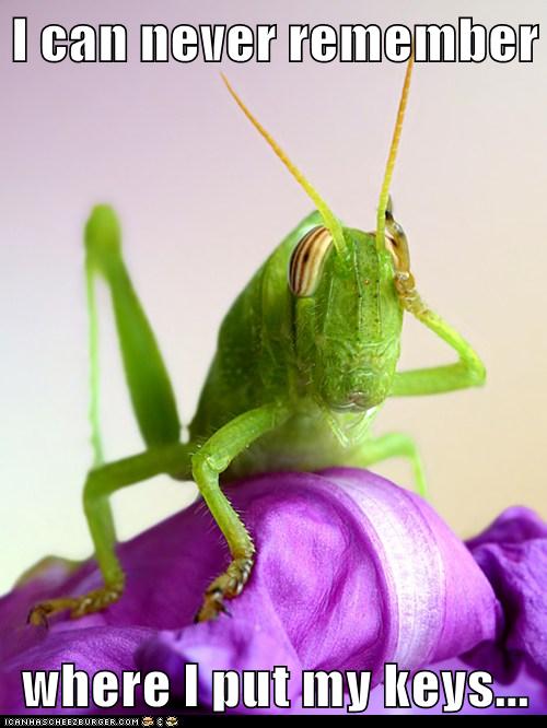 And Then I Remember: I'm a Grasshopper - Animal Comedy - Animal Comedy ...