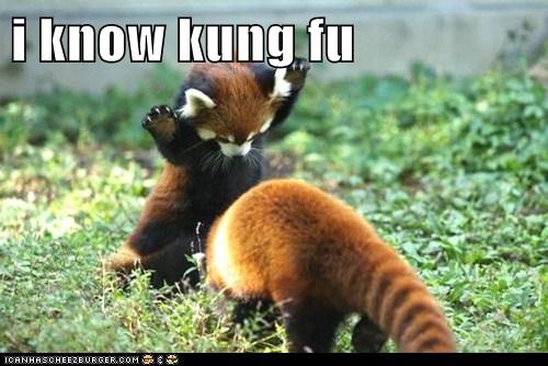 Animal Capshunz - red panda - Funny animal pictures with captions ...