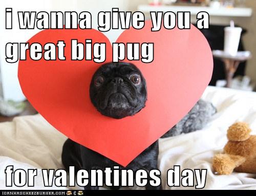 Valentines 2024 pug teddy