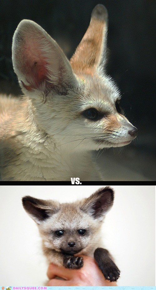 Squee Spree Fennec Foxes Vs. BatEared Foxes! Daily Squee Cute Animals Cute Baby Animals