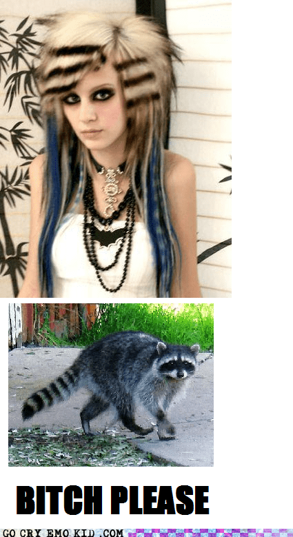 Emo Raccoon Art Emotional Impact