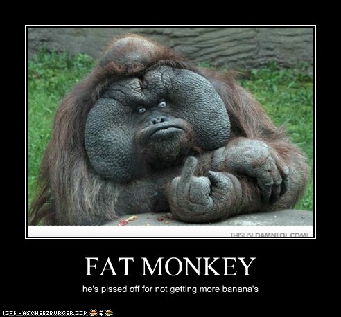 FAT MONKEY - Cheezburger - Funny Memes  Funny Pictures