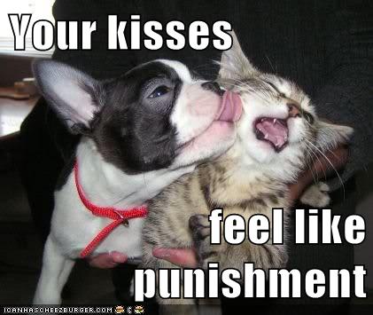 Your kisses - I Has A Hotdog - Dog Pictures - Funny pictures of dogs ...