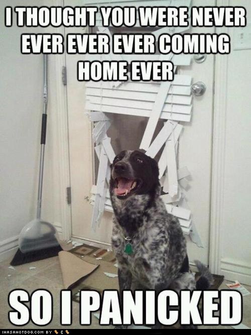 I Has A Hotdog bummer Funny Dog Pictures Dog Memes Puppy
