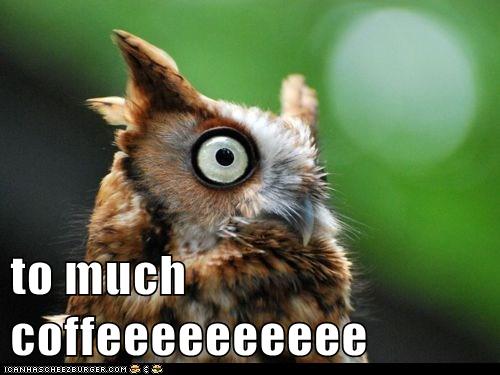 Animal Capshunz - coffee - Funny animal pictures with captions | Animal ...