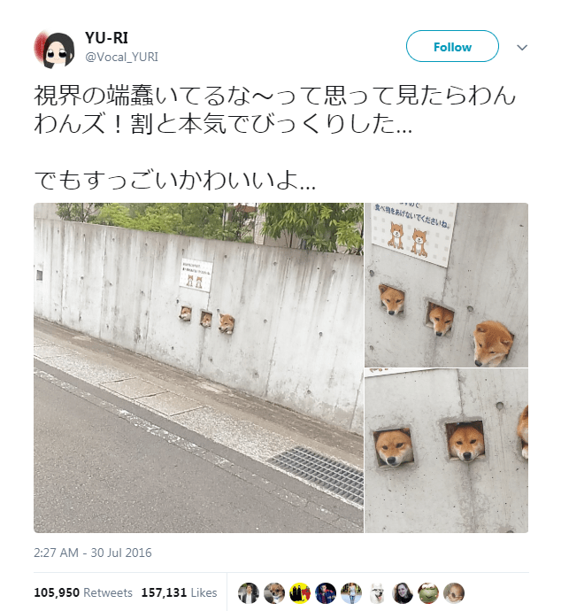 Three shibas sales