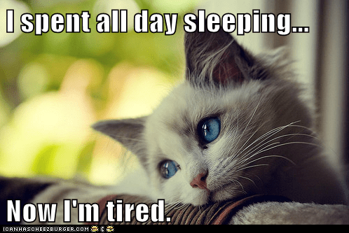 Meme Animals: First World Cat Problems - Sleep the Pain Away - I Can ...