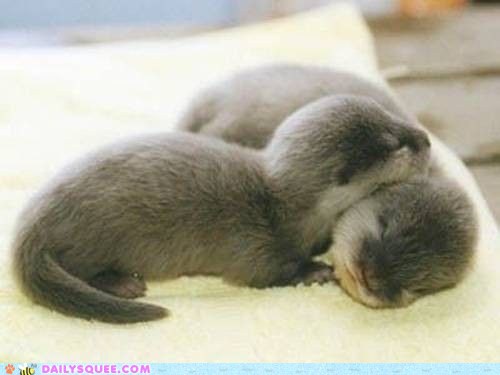 snuggle otter