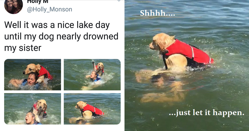 Devious Dog Trying To Drown His Human Is Getting Hilariously Memed