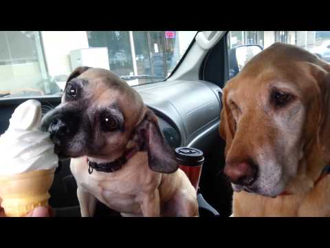 That S Why Daisy Gets Her Ice Cream First I Has A Hotdog Dog Pictures Funny Pictures Of Dogs Dog Memes Puppy Pictures Doge