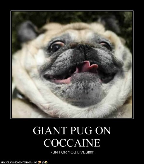 giant pug