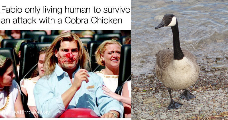 Meet Cobra Chicken, The Internet's New Favorite Apex Predator Meme